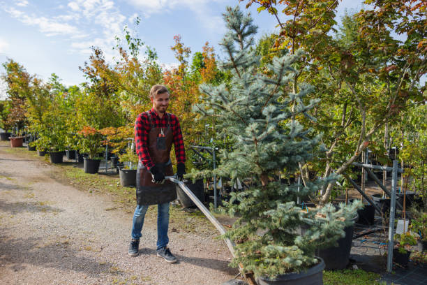 Best Local Tree Services  in Lake Holiday, IL